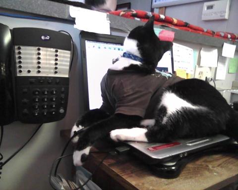 Binx le chat s/ordinateur