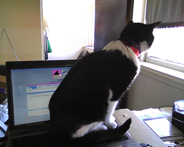 chat sur l'ordinateur qui regarde la fenêtre