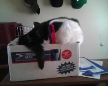 endormie sur la boîte