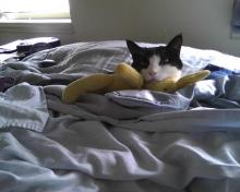 chat et lapin en pelouche