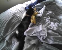 chat et lapin en pelouche