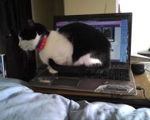 assise sur l'ordinateur