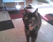 Mercy, chatte écaille de tortue