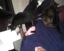 Mercy et Ranger aux genoux d'un homme