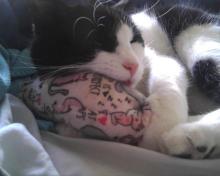 jouet herbe-aux-chats