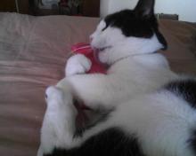 jouet herbe-aux-chats