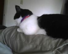 Parker sur les genoux de son humain