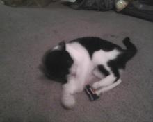 jouet herbe-aux-chats