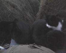 trois chats aux genoux de l'humain