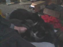 cinq chatons partageons les genoux de notre humain