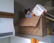 chat ds boite s/ frigo