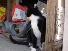 la poitrine du Valet