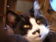 tête du chat Le-Valet avec ses yeux