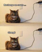 tapetum lucidum du chat