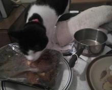 chat qui voudrait dîner