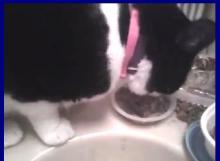 chat qui mange encore