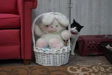chat et lapin en pelouche