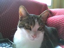 Kitty le grand chat sur le divan