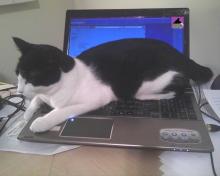 assise sur le portable