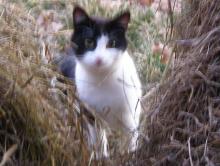 chat dans le foin