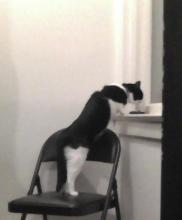 chat qui mange près de la fenêtre