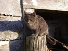 Amical sur un poteau