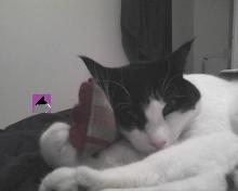 jouet herbe-aux-chats