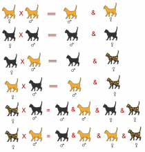 génétique chez le chat