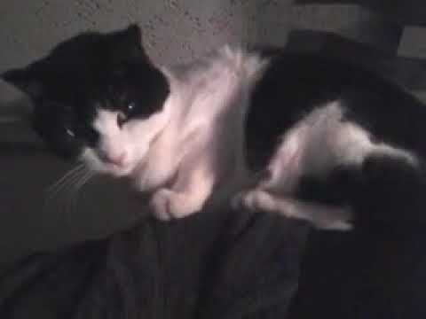 chatte assise sur la porte